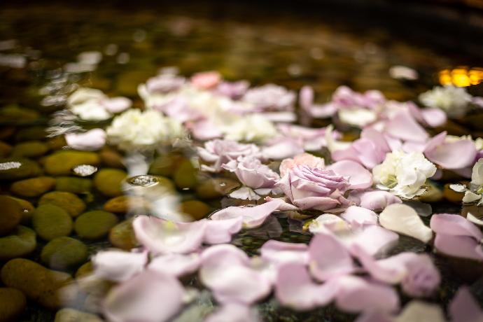 purple and white petals on water with rocks